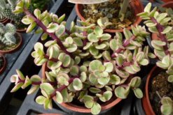 雅樂之舞好養(yǎng)嗎，掌握以下技巧可以讓植株迅速爆盆"