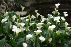 馬蹄蓮開(kāi)花后怎么處理，花后1~2周進(jìn)行修剪"