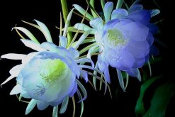 曇花的花語和傳說，曇花一現(xiàn)只為韋陀"