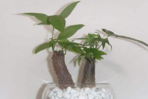 平安樹(shù)和發(fā)財(cái)樹(shù)一樣嗎，平安樹(shù)和發(fā)財(cái)樹(shù)哪個(gè)好"