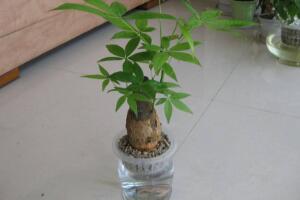 發(fā)財樹能水培嗎，教你快速學(xué)會發(fā)財樹水培方法