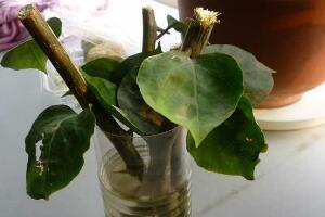 三角梅可以水培嗎，三角梅水培方法和注意事項"