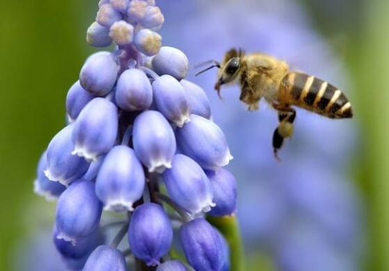 風(fēng)信子怎么澆水，做到見干見濕的原則"