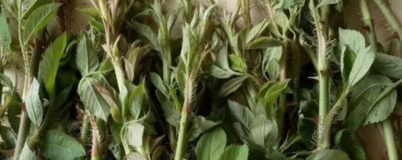 刺苔是什么植物"