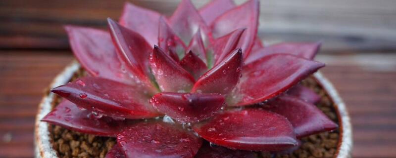 多肉羅賓好養(yǎng)嗎"