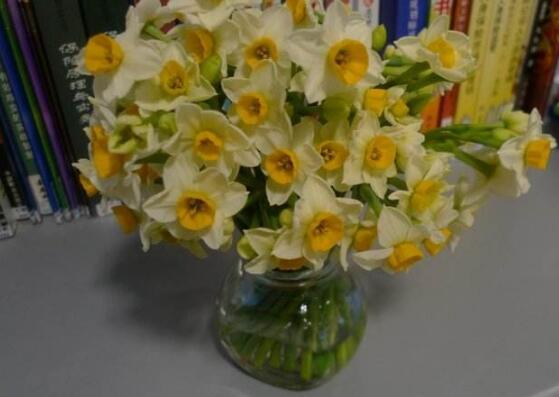 水培水仙花的養(yǎng)殖方法，五個簡單小步驟可養(yǎng)好"