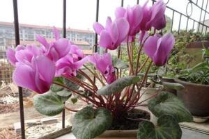 仙客來(lái)什么時(shí)候開(kāi)花，仙客來(lái)一年開(kāi)幾次花/冬季開(kāi)花"