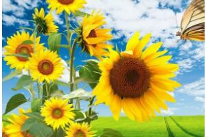 向日葵怎么施肥，向日葵要施什么肥好/農(nóng)家肥為主"