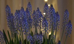 風(fēng)信子和洋蔥的區(qū)別，三種方法讓你分清不同之處在哪里"