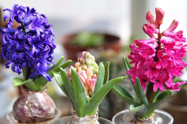 風信子花敗后怎么處理，保存種球來年煥活開花"