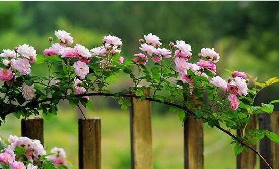 薔薇花冬天掉葉子是怎么回事，冬天掉葉子解決辦法"