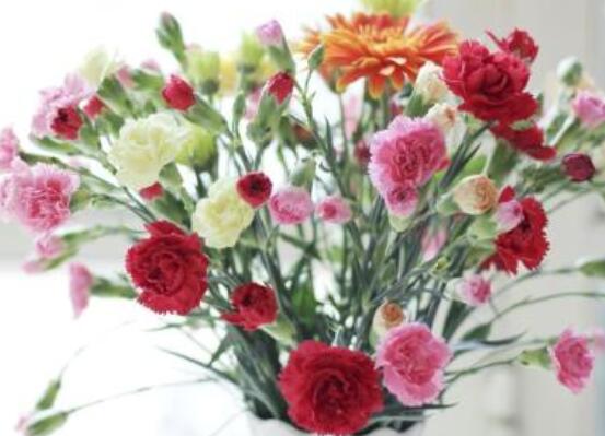 送康乃馨代表什么，母親我愛(ài)你、溫馨的祝福"