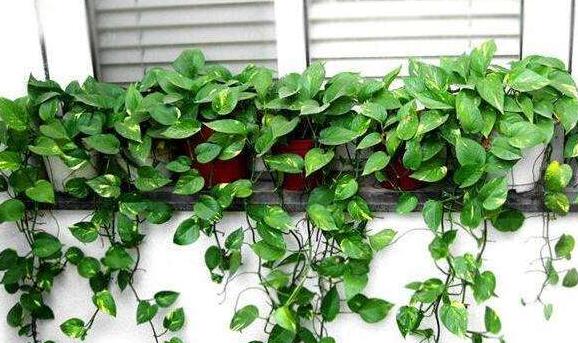 綠蘿修剪方法，不同類型有著不同的修剪方法"