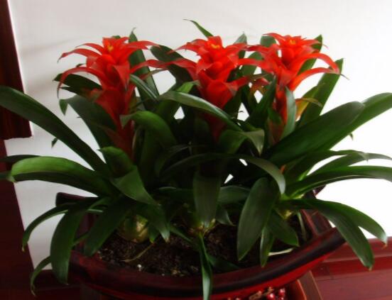 鴻運(yùn)當(dāng)頭開(kāi)花后怎么辦，及時(shí)修剪殘花/分株繁殖"