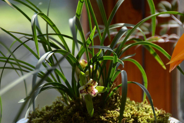 蘭花澆水的正確方法，選擇優(yōu)良水質(zhì)均勻灌溉