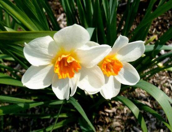 洋水仙土培好還是水培好，土培存活率高、水培易爛根"