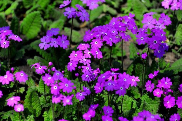 櫻花草的花語，除你之外別無他愛"