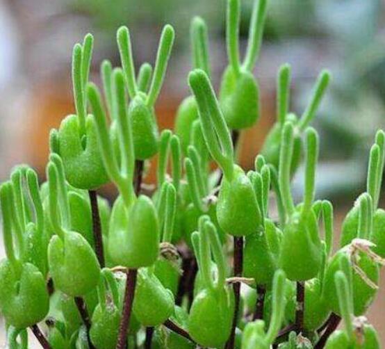 碧光環(huán)秋天怎么養(yǎng)，教你五點(diǎn)重要方法生長碧綠"