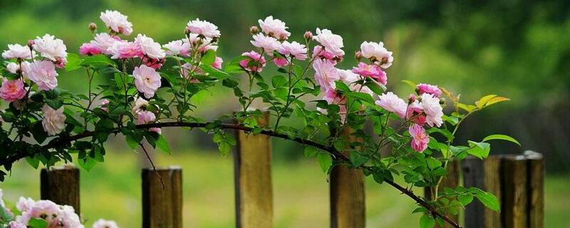 圍墻邊種什么植物"