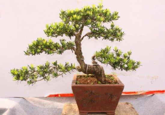 羅漢松風(fēng)水學(xué)和寓意，趨吉避兇，辟邪化煞"