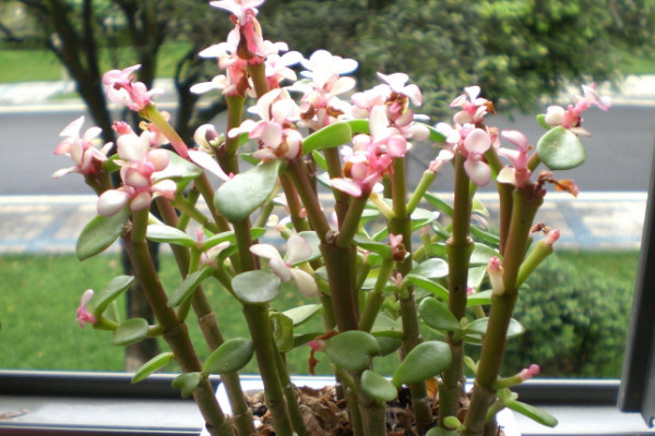 金枝玉葉葉子怎么變粉，光照充足/增加溫差/通風(fēng)追肥"