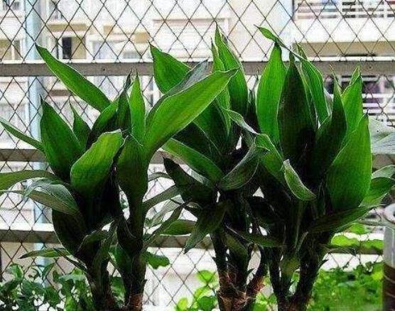 水培的富貴竹葉子發(fā)黃，教你四種解決好辦法(生長(zhǎng)碧綠)"