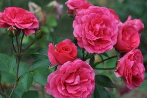 月季花可以泡水喝嗎，月季花的功效與作用"