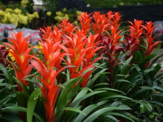 鴻運(yùn)當(dāng)頭開(kāi)花時(shí)間，從冬季盛放到春季(半年)"