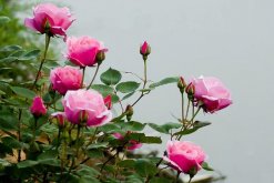 月季花剛種能淋雨嗎，淋雨有助于月季生長(zhǎng)(做好排水措施)"