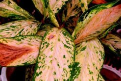 粉色花葉萬年青有毒嗎，家中有小孩子不建議養(yǎng)殖"