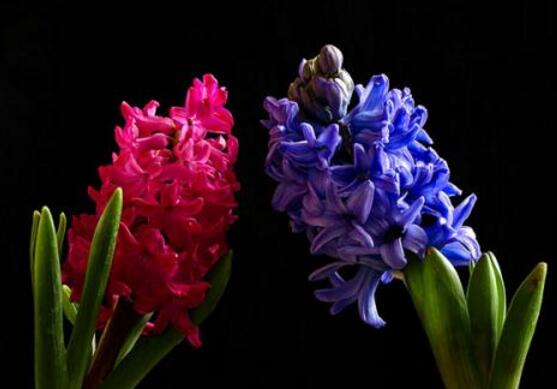 風(fēng)信子夾箭怎么辦，老農(nóng)教你五種解決辦法"