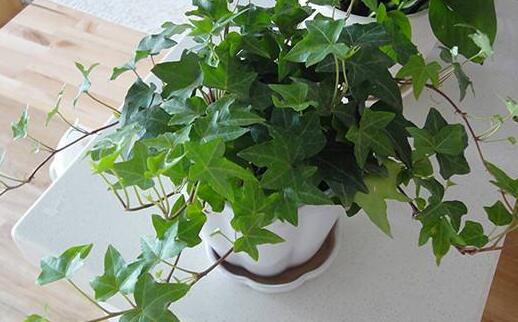 常春藤常見病害及防治，炭疽病和介殼蟲的治療方法"