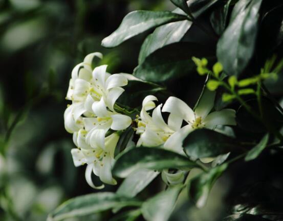 九里香花有毒嗎，無毒/制作香精香料、泡茶泡酒喝"