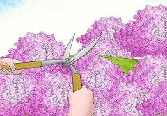 繡球花怎么修剪，繡球花的修剪方法圖解"
