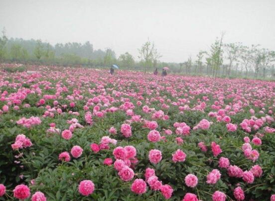 芍藥花的養(yǎng)殖方法，老農(nóng)總結(jié)最實用八大養(yǎng)殖方法"