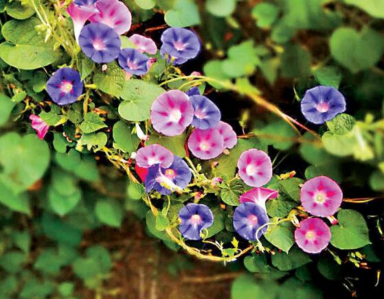 牽?；ㄔ趺答B(yǎng)，牽牛花養(yǎng)殖方法"