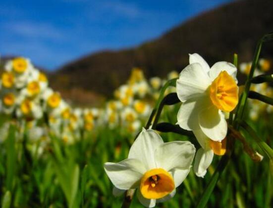 水仙花和風(fēng)信子的區(qū)別，教你三種區(qū)別方法(外形/地域/價值)"