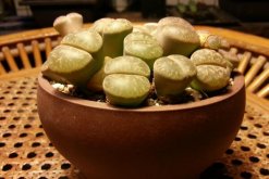 剛種植的生石花多久才能澆水，潮土種植一星期后才能澆水"