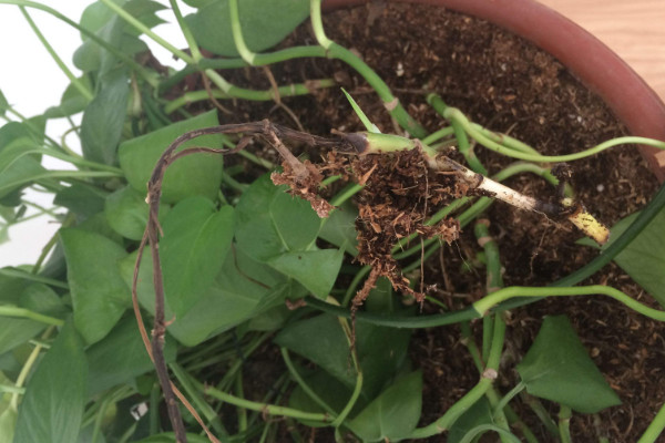 綠蘿爛根是什么原因，低溫凍傷/澆水過多等