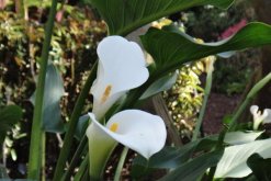 馬蹄蓮休眠期是什么時(shí)候，在盛夏和寒冬休眠"