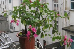 三角梅為什么掉葉子，可能是土壤不適、光照過強導致"