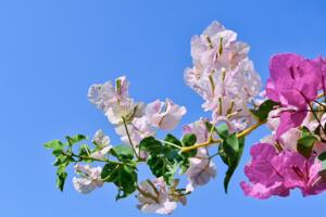 三角梅扦插時間和方法，可在春秋兩季扦插"