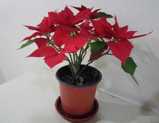 一品紅花怎么養(yǎng)，