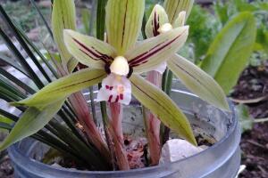 蘭花的種類有哪些，蘭花品種及圖片大全"