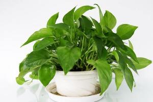 綠蘿有什么寓意，綠蘿的花語是什么/堅(jiān)韌善良"