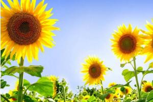 向日葵多久澆一次水，向日葵怎么澆水"