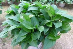 綠蘿圖片大全，品種以及功效介紹"