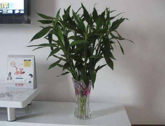 富貴竹葉子黃了怎么辦，四種原因及解決辦法"