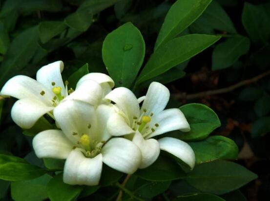 九里香種在家里禁忌，只需要注意四個要點即可"