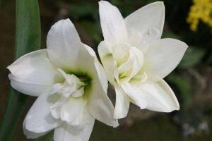 百合花怎么養(yǎng)，百合花的養(yǎng)殖方法和注意事項"